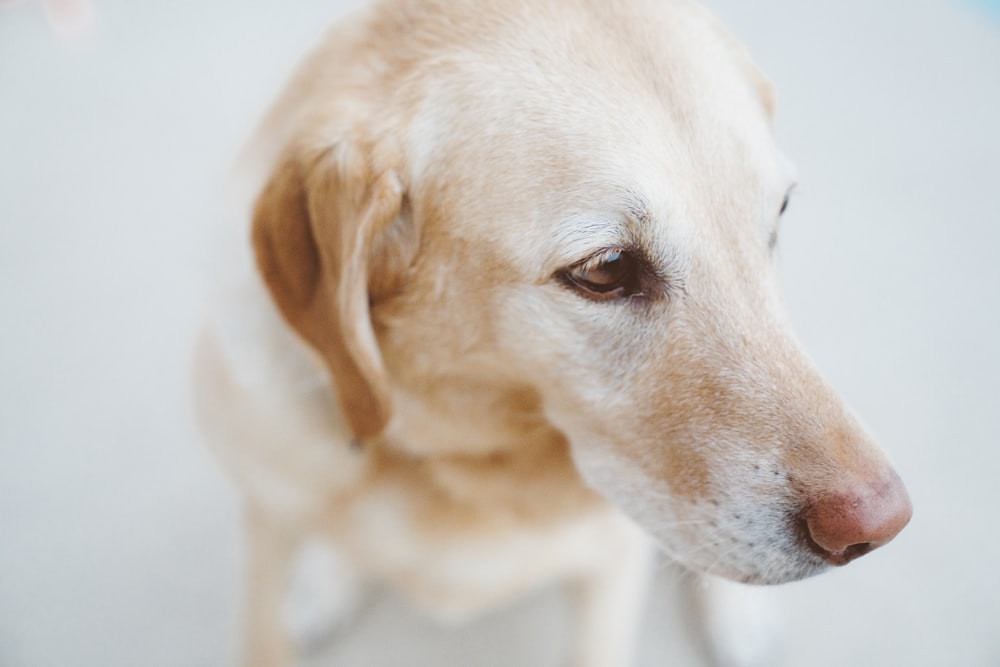 adult yellow Labrador retriever