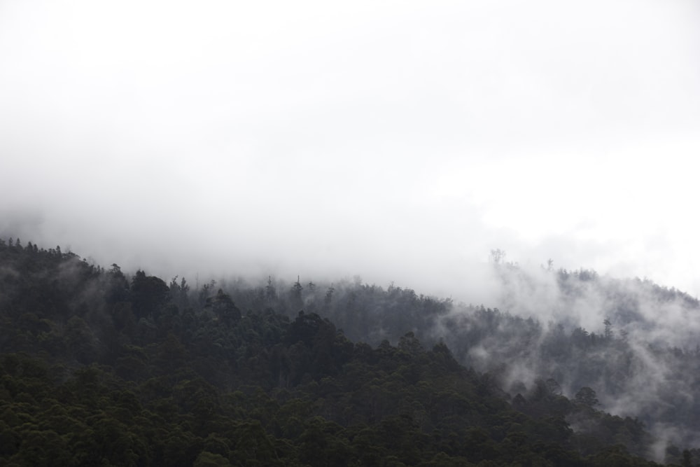 aerial photography of mountain with green leaves tree during misty day