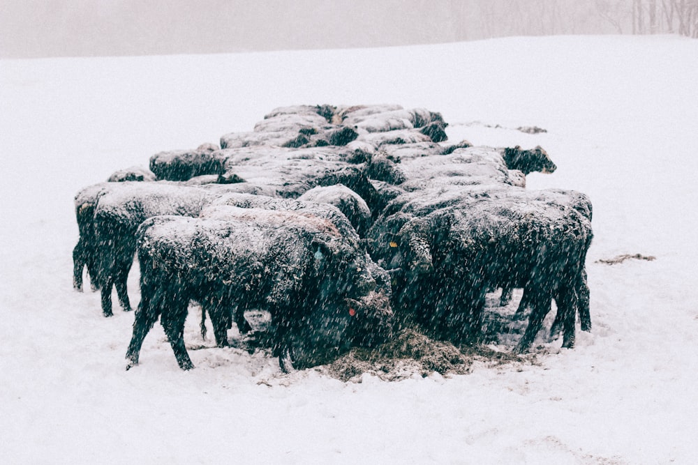 Gruppe von Tieren auf schneebedecktem Feld versammelt