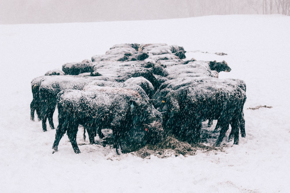 groupe d’animaux rassemblés sur un champ couvert de neige