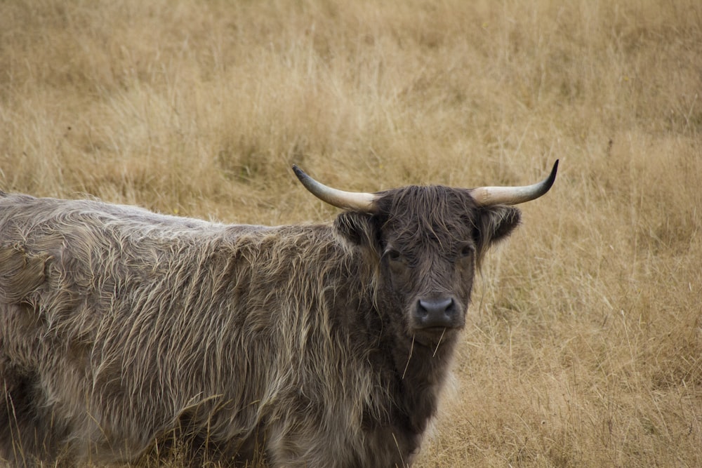 black yak on brown grass field
