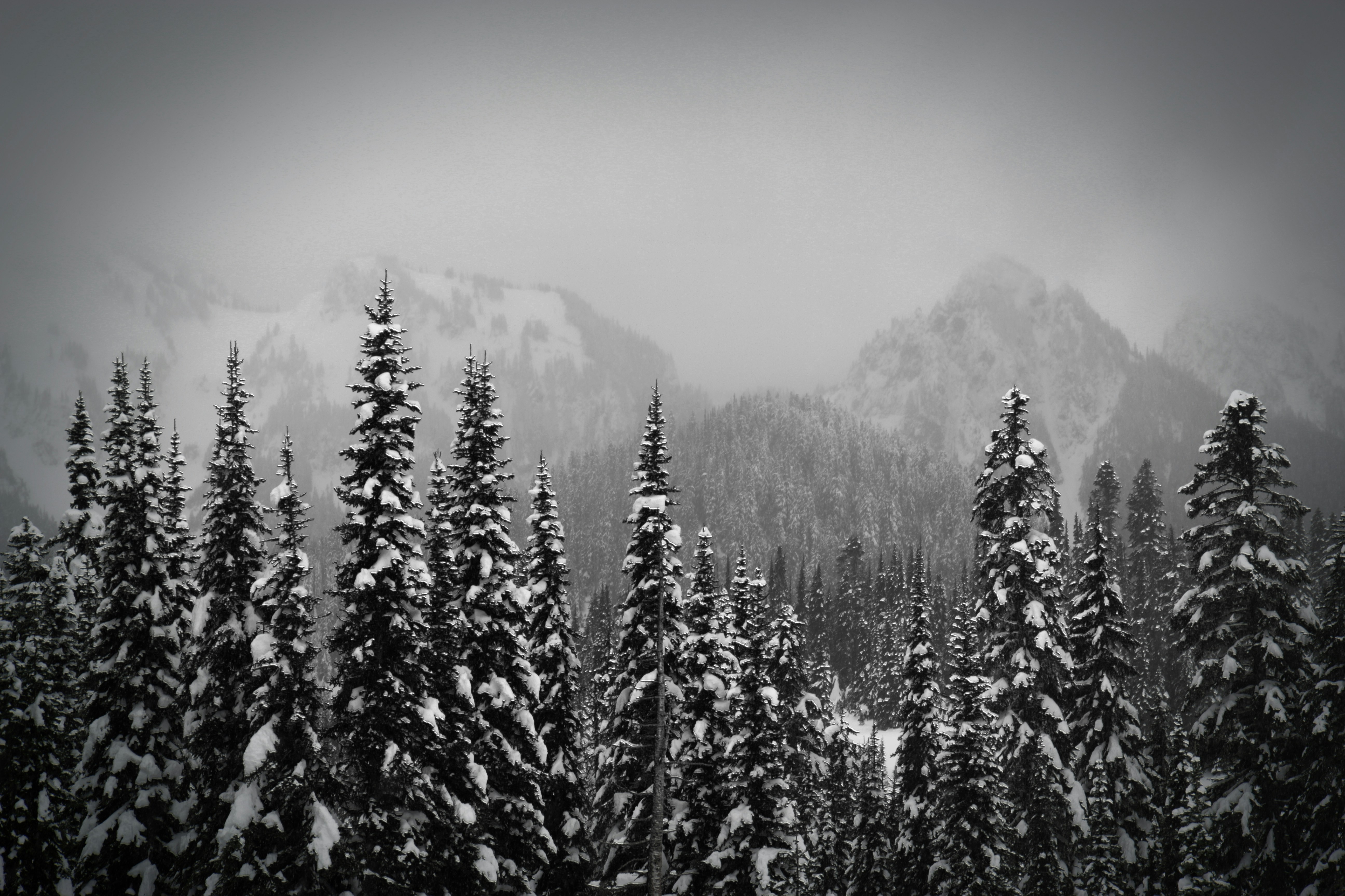 snow covering pine trees at winter