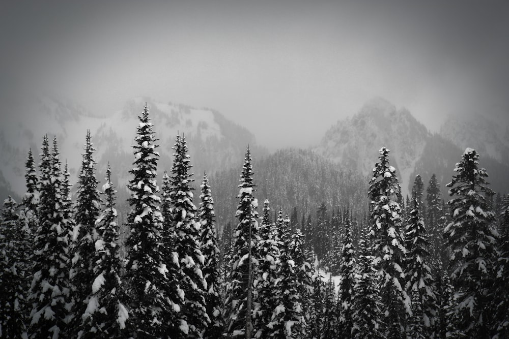 snow covering pine trees at winter