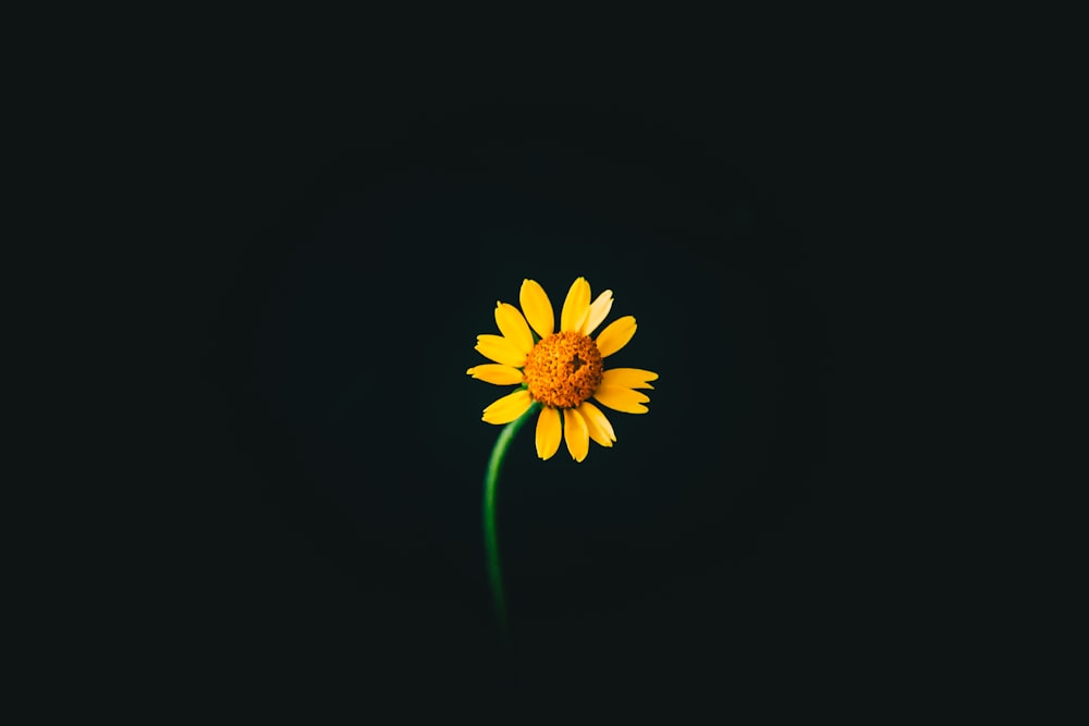 close photo of yellow sunflower