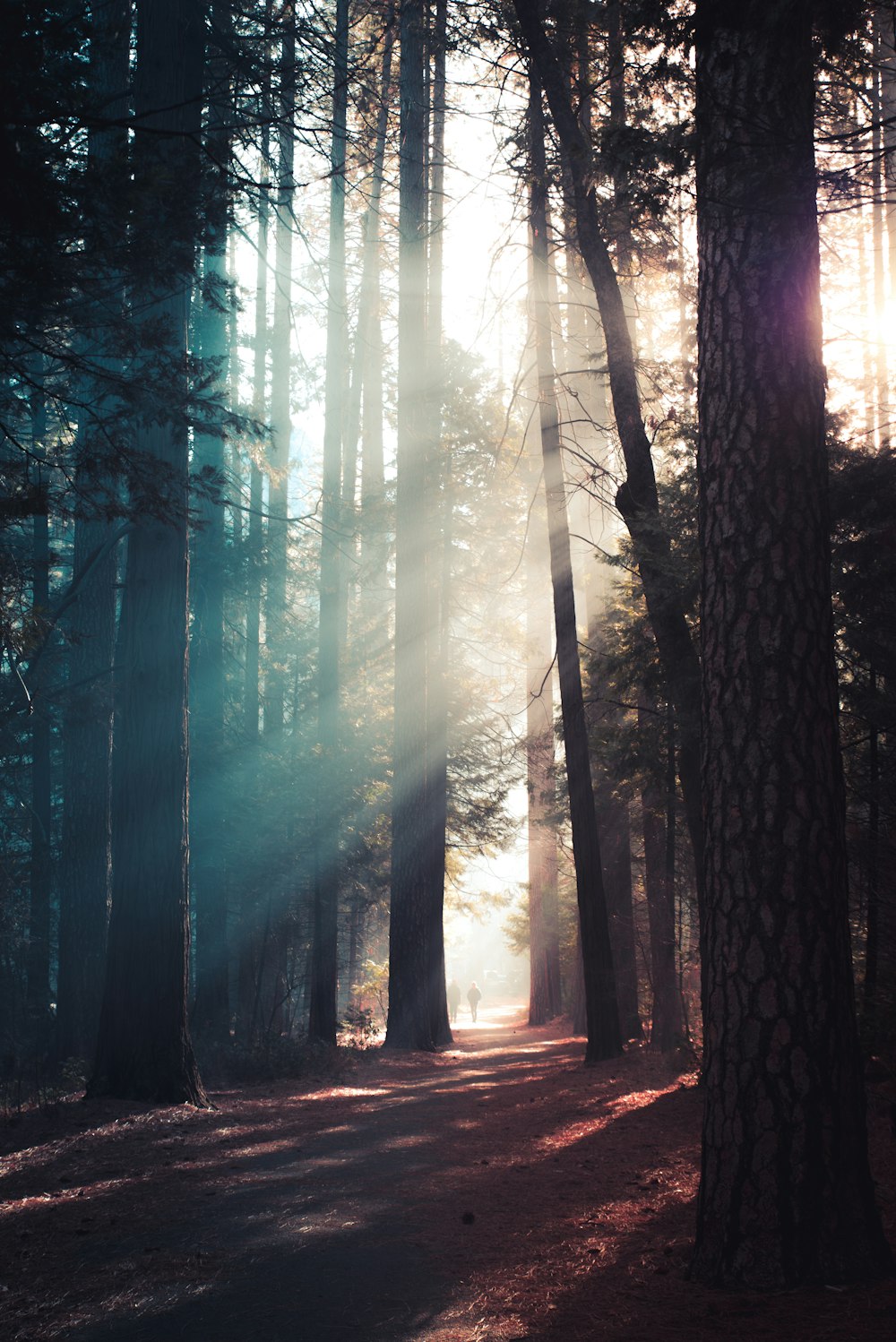 trees in forest with sun rays