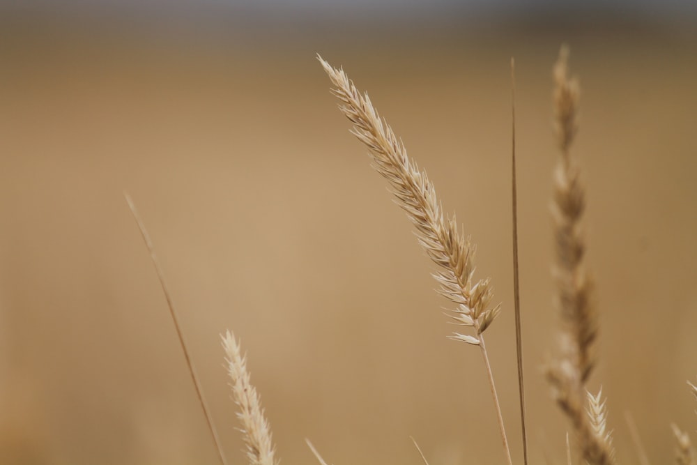 Selektive Fotografie von braunem Weizen