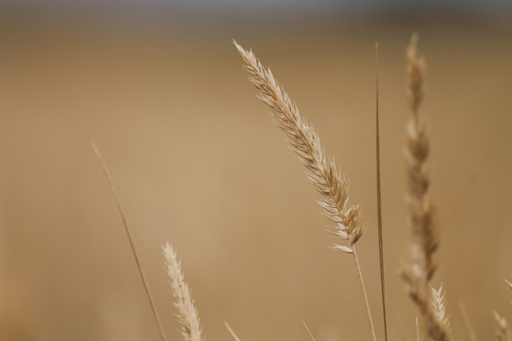 selective photography of brown wheat