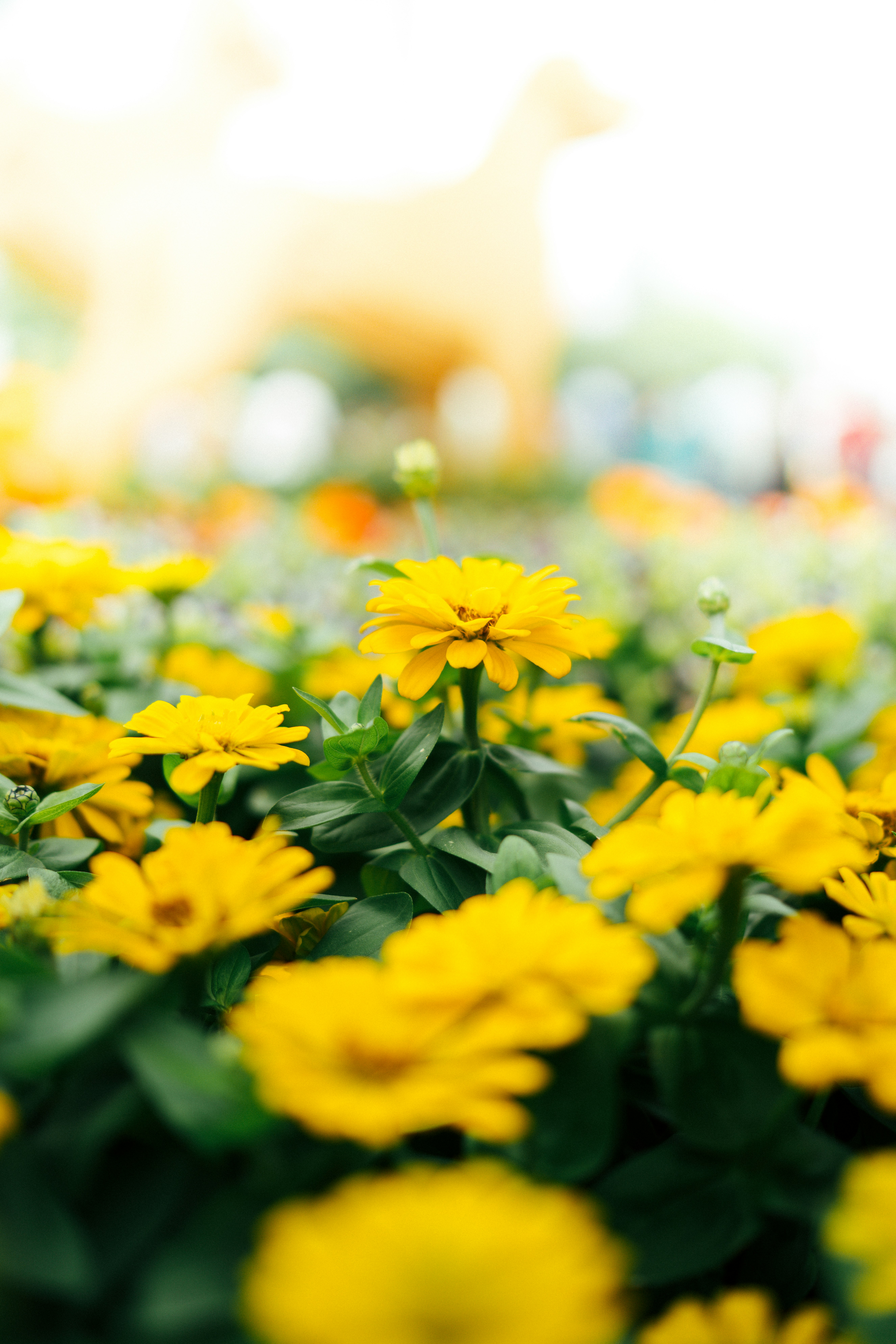 selective focus photography of yellow petaled flower field