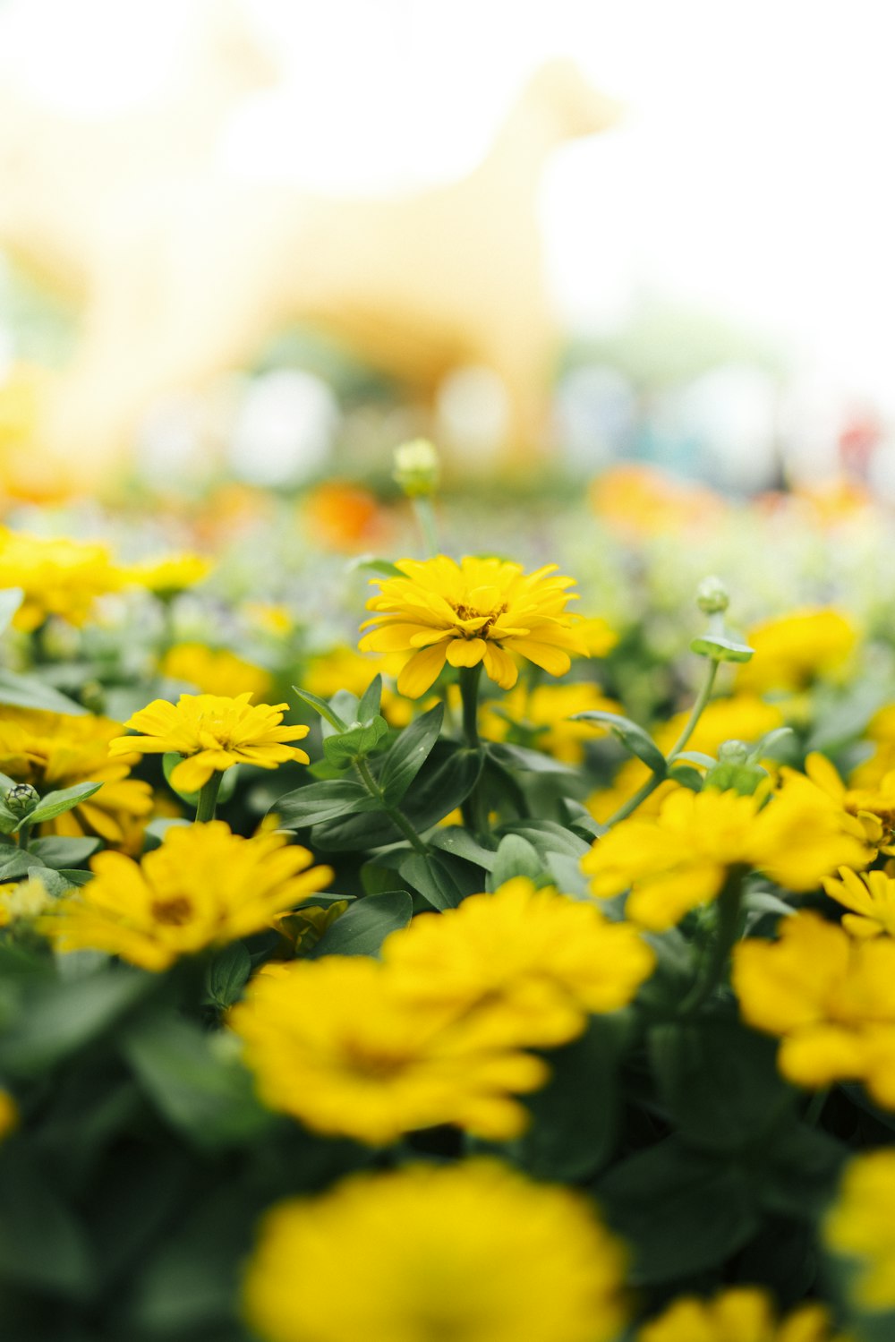 Fotografía de enfoque selectivo de campo de flores de pétalos amarillos