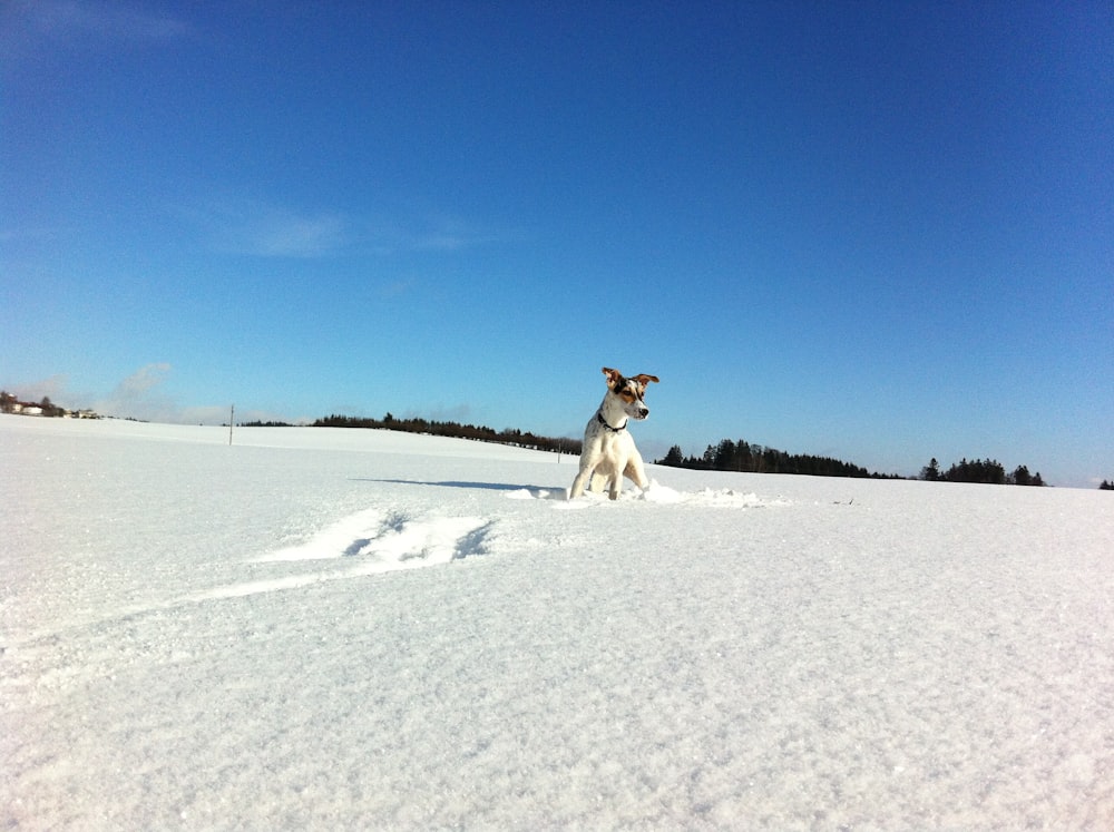 brown and white short coated dog on snow covered ground under blue sky during daytime