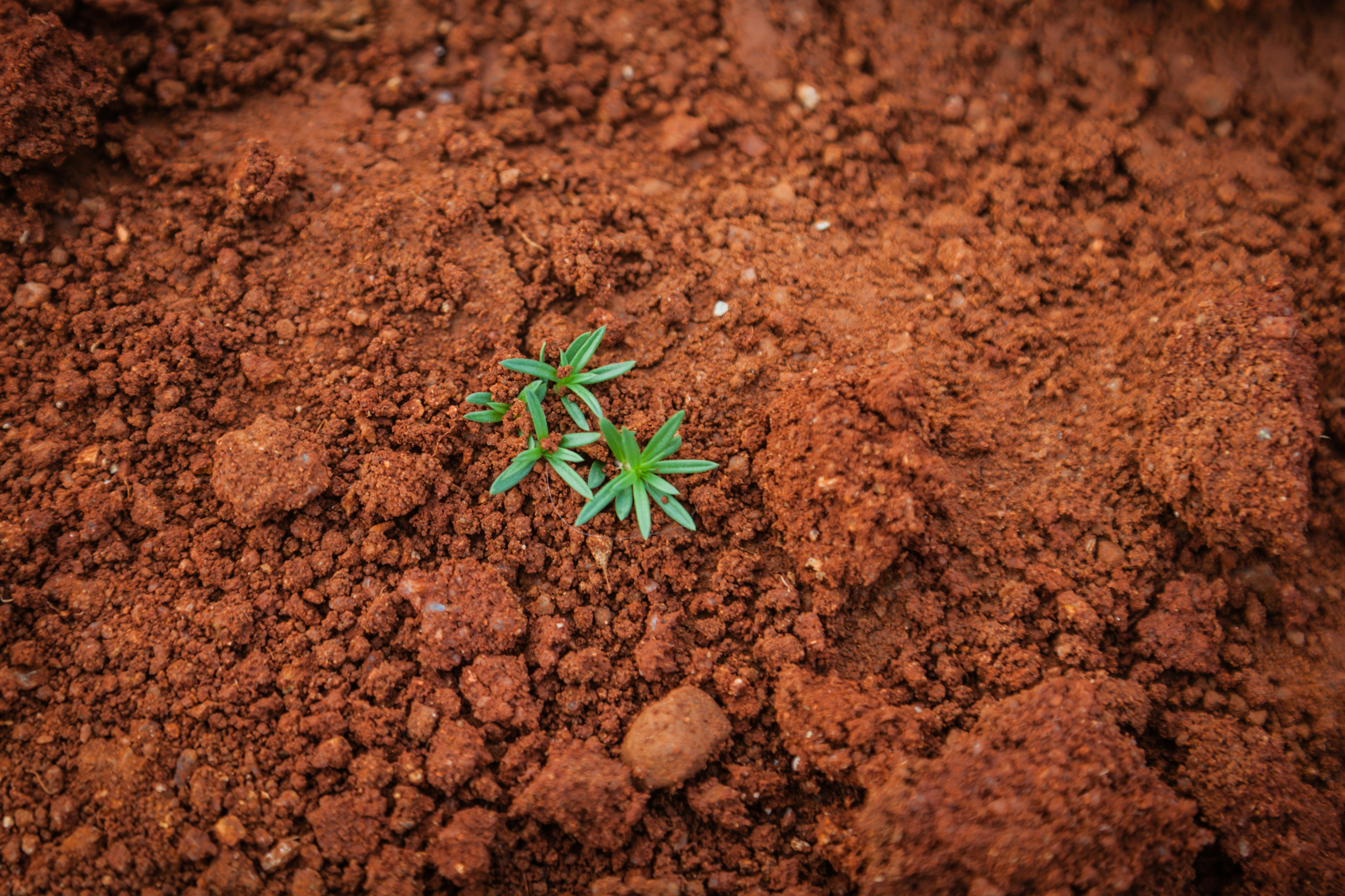 Soil
