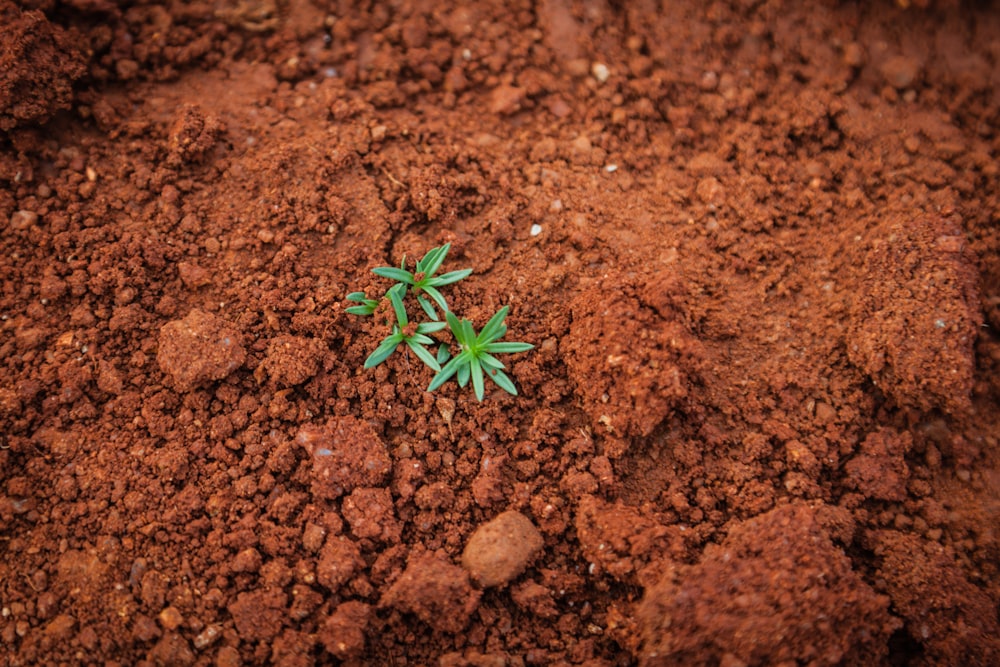 Planta verde en el suelo