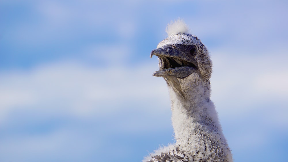 white bird close-up photography