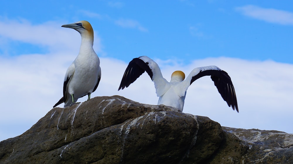 Due uccelli bianchi in piedi sulla roccia