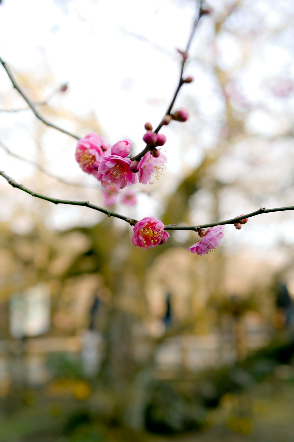 macro shot photography of pink flowers