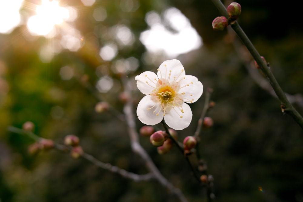 photographie de mise au point sélective d'une plante à fleurs à pétales blancs