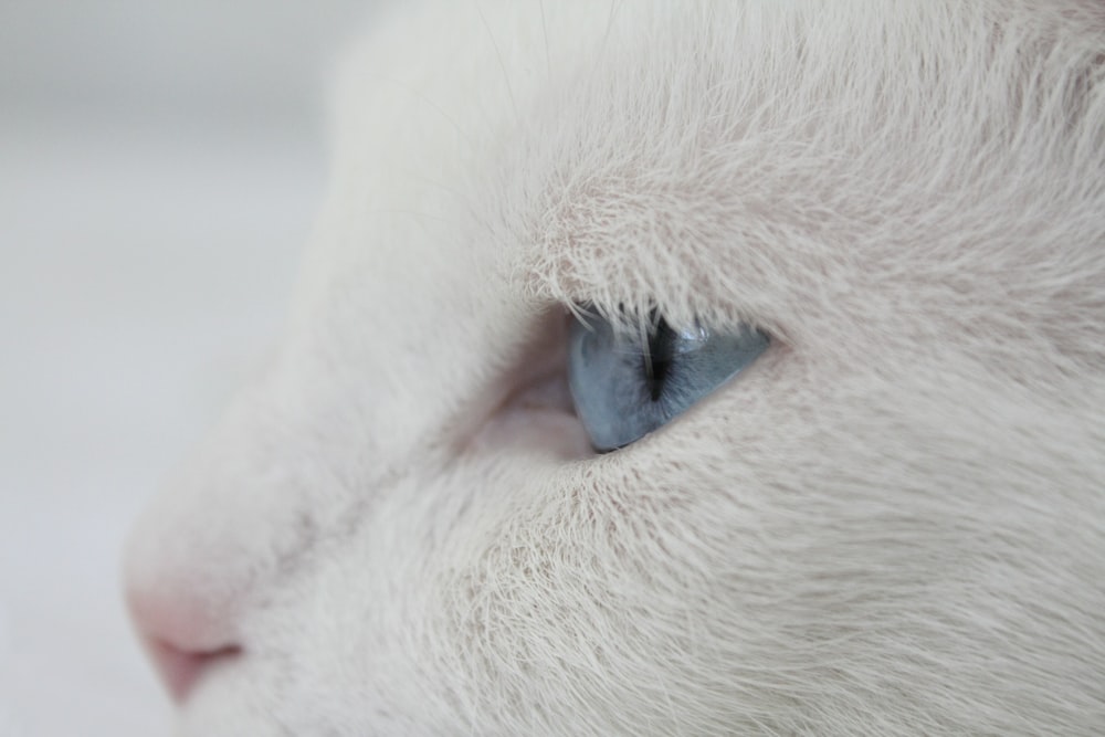 white cat in closeup photography