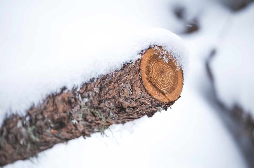a close up of a tree trunk with snow on it