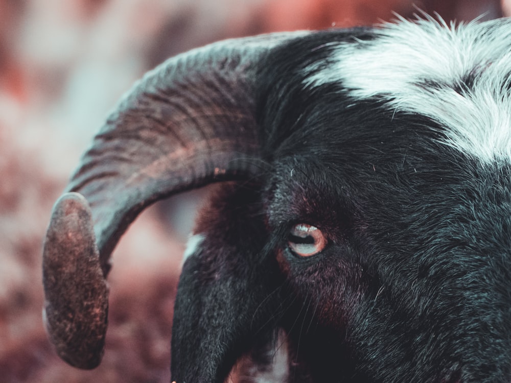 close up photo of goat with horn