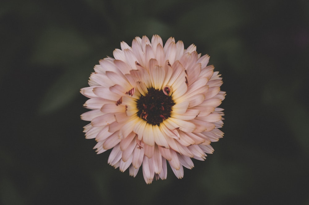 Photographie en gros plan de fleur à pétales blancs