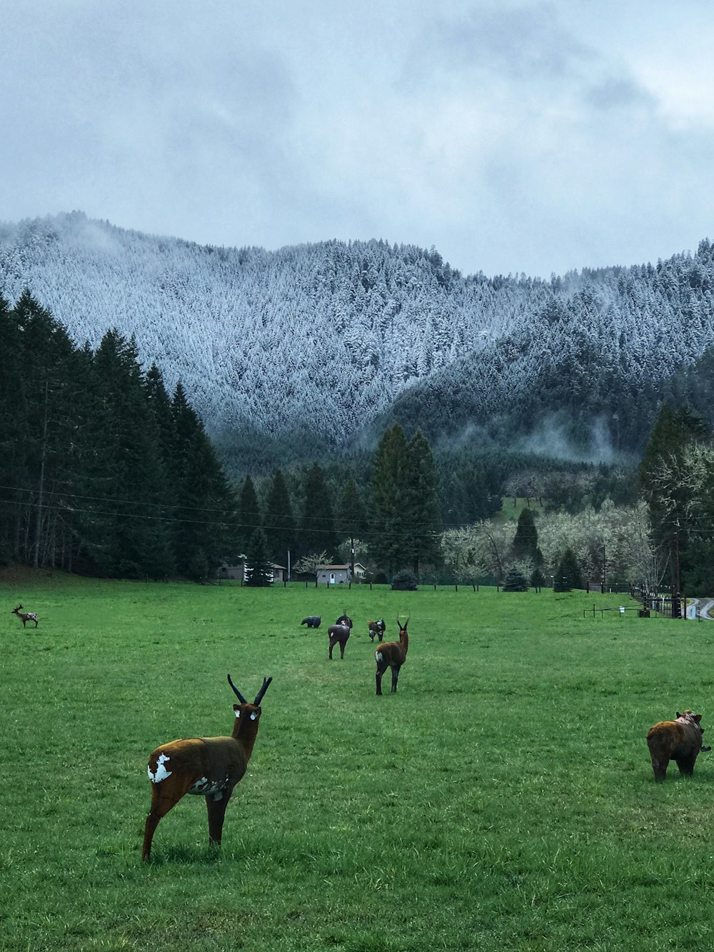 brown deer on grass field in front of tall trees