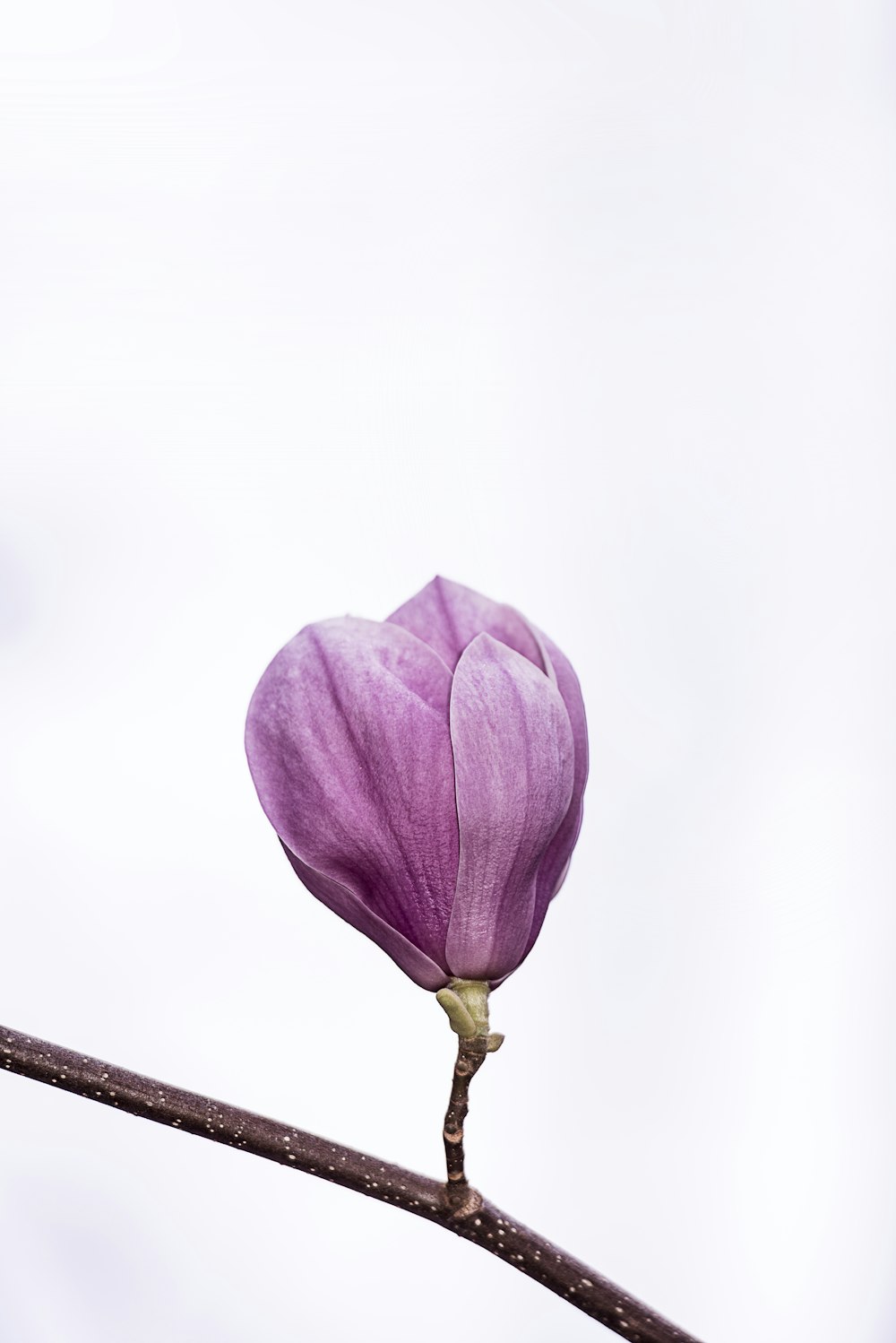 flor de pétala rosa