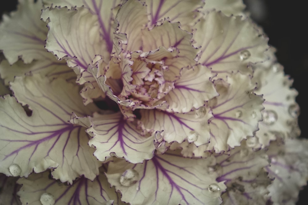 Flor de pétalos blancos y púrpuras en fotografía de primer plano