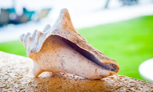 A spiral conch shell placed gently on a piece of seafoam green fabric, bathed in soft natural light.