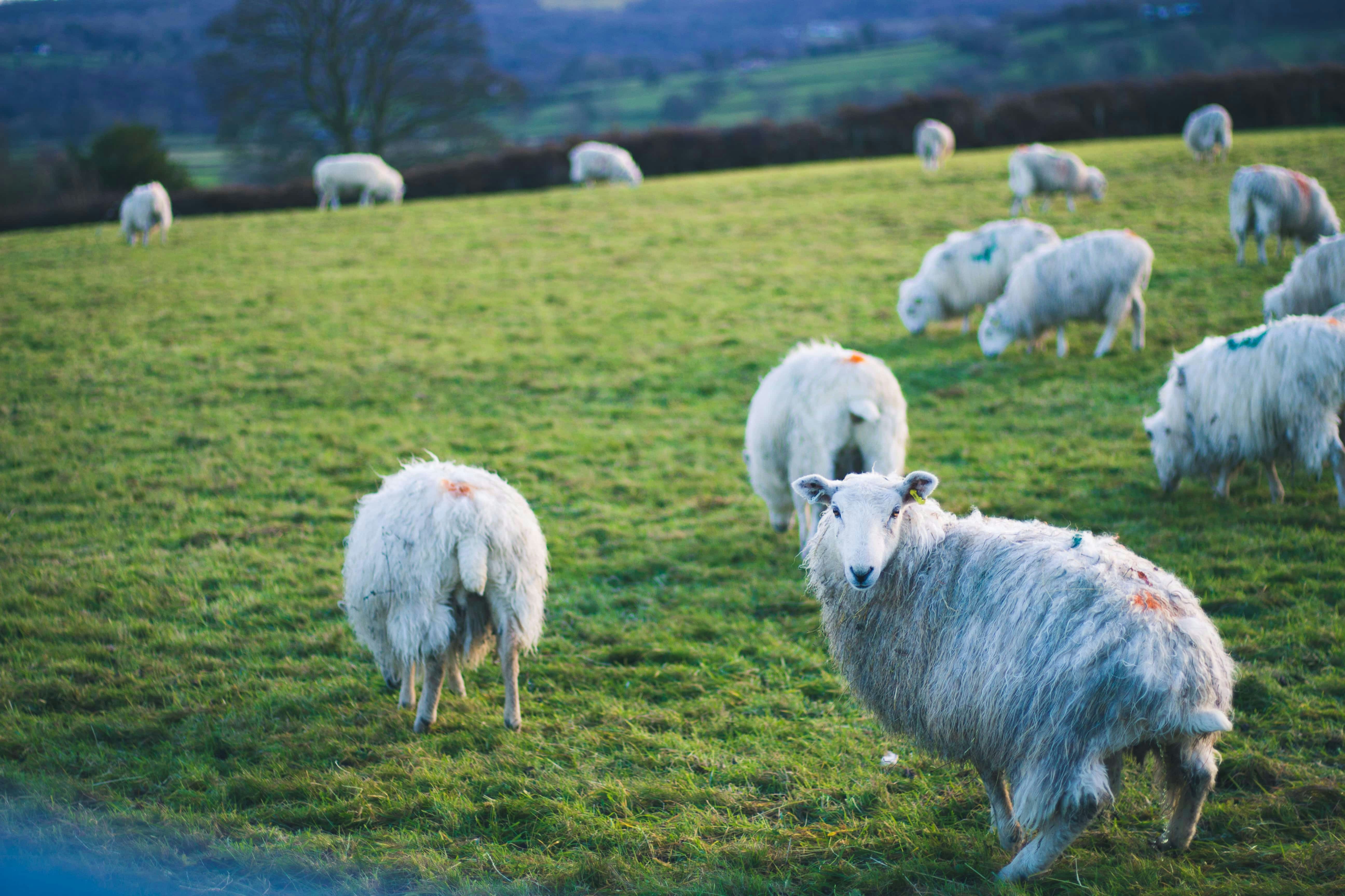 Premium fluffy white sheep grazing on a hillside farm at golden hour