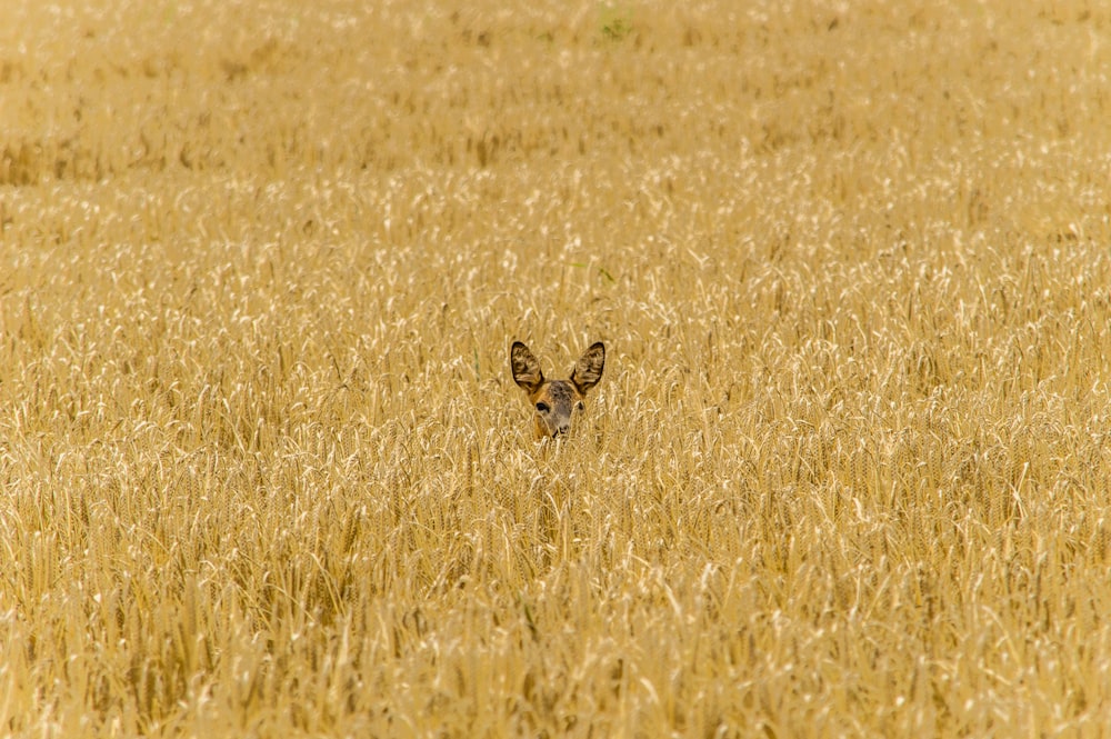 ein kleines Tier, das auf einem Feld mit hohem Gras steht