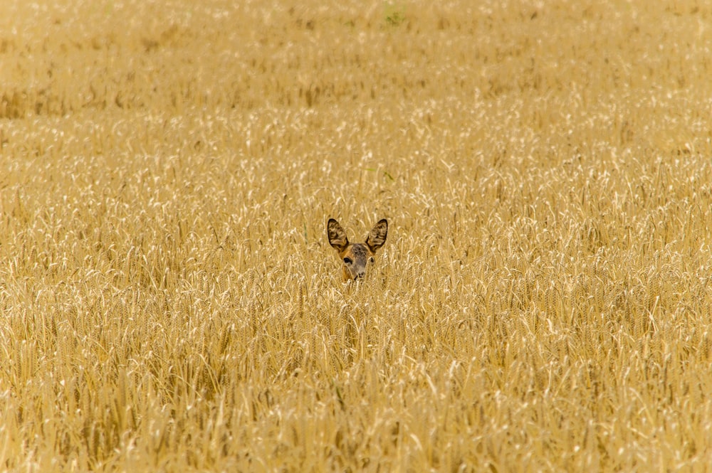 a small animal standing in a field of tall grass