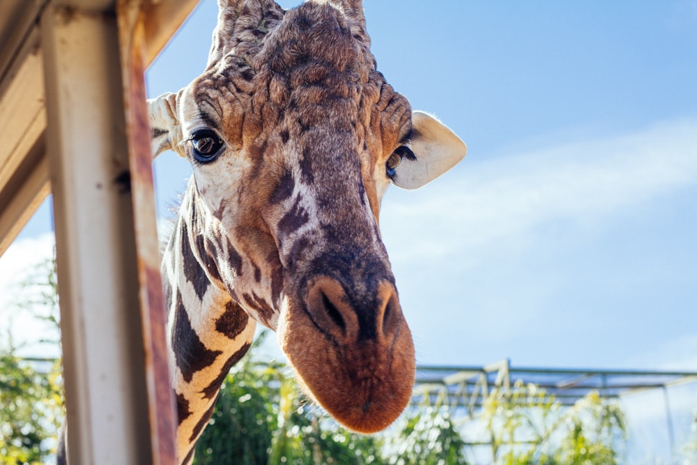 Fotografia da cabeça da girafa durante o dia