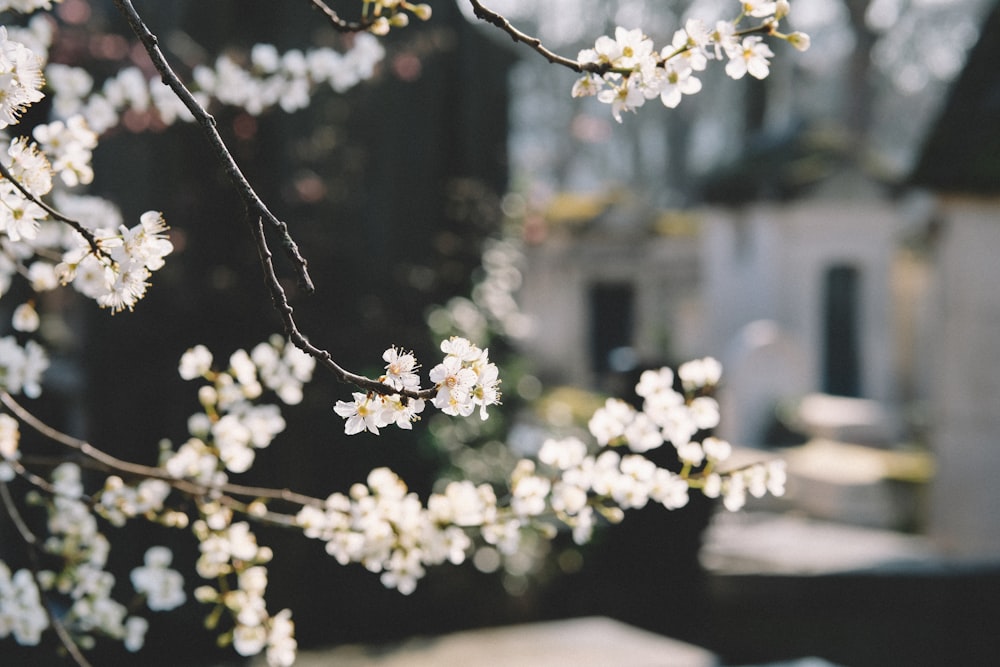 Makrofotografie weiße Blumen