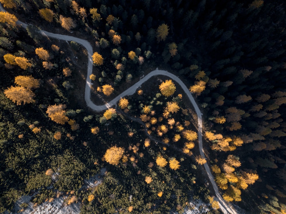 aerial photography of yellow trees