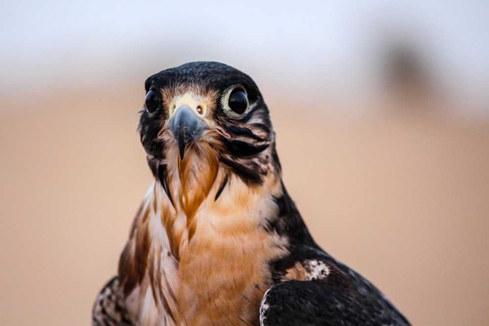 brown and black falcon in shallow focus shot