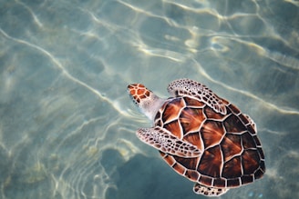 turtle swimming on body of water