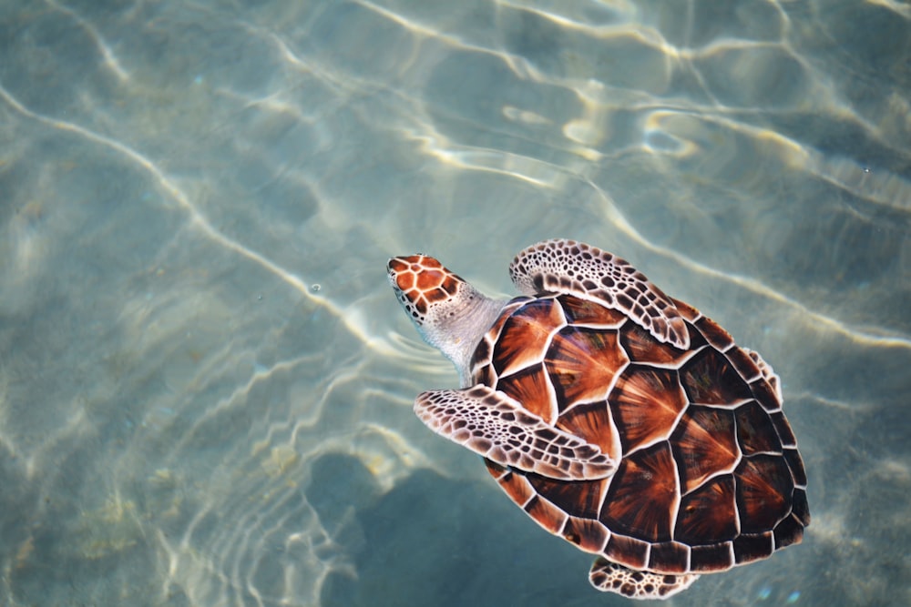 tortuga nadando en el cuerpo de agua