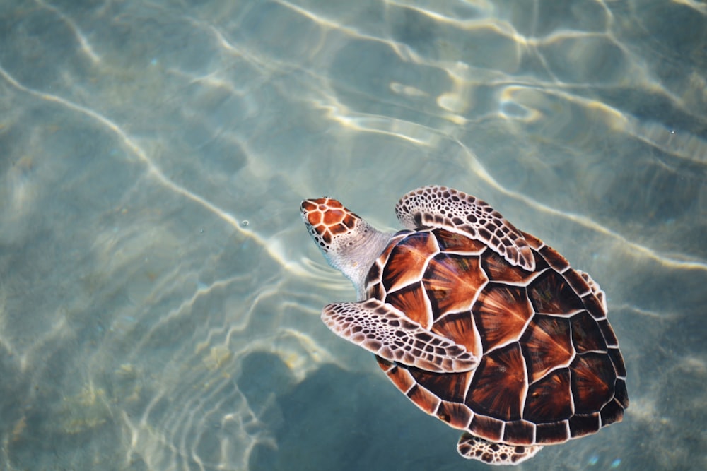 Schildkröte schwimmt auf Gewässer