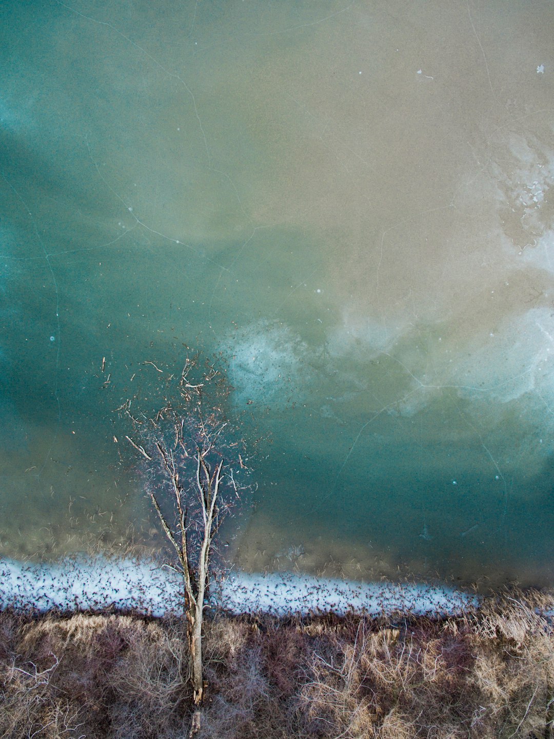 tree on body of water