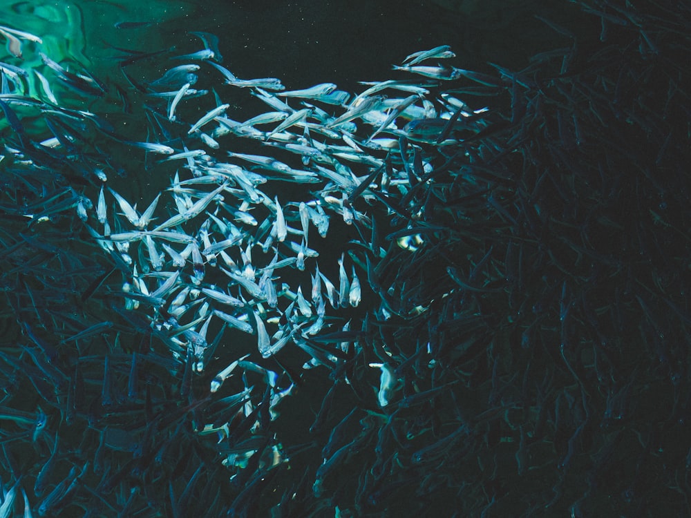 banco de peces en cuerpo de agua