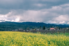 A lush vineyard stretches across the foreground, with vibrant yellow flowers blooming among the rows of grapevines. Several buildings, including a barn with a red roof, are situated at the edge of the vineyard. The backdrop consists of rolling hills covered in dense green forest under a dramatic, cloudy sky.