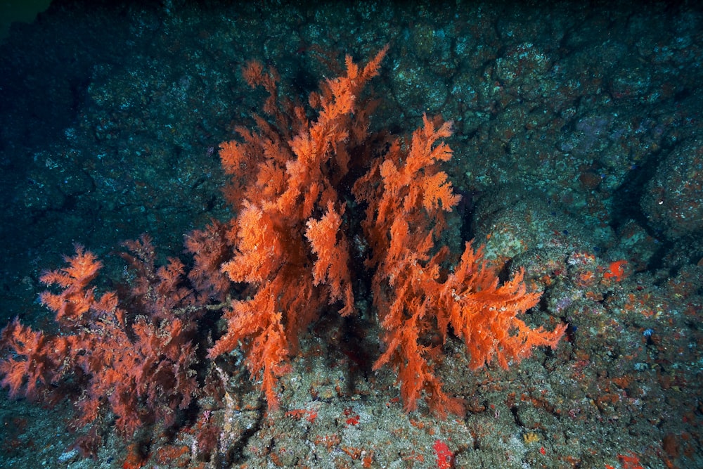 orange aquatic plant