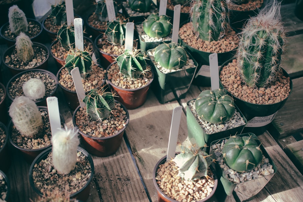 green cactus plant lot