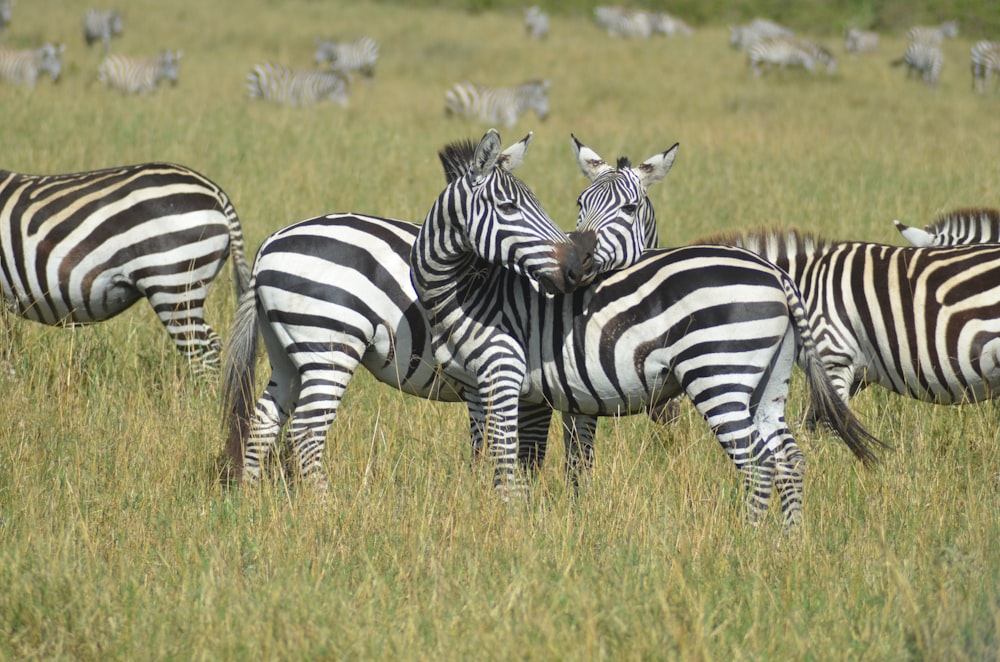 herd of zebra on green grass field during daytime