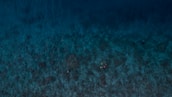 Aerial view of a large body of water with a deep blue and turquoise gradient. Two snorkelers with bright yellow and pink fins are visible near the center, swimming above a dark, rocky seabed.