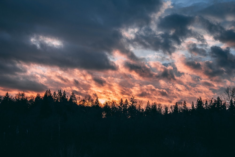 silhouette of trees under gray clouds during sunset