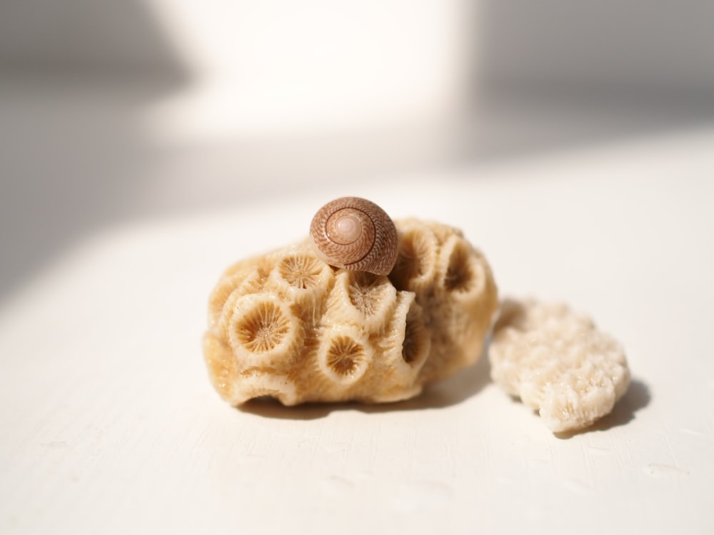 brown snail on seashell