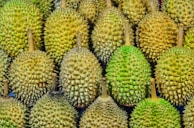 durian fruits