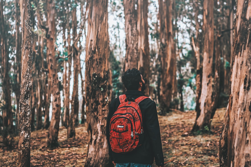 homem olhando na árvore na floresta