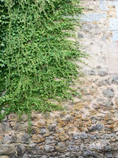 Close-up of a stone retaining wall blending harmoniously with green landscaping.